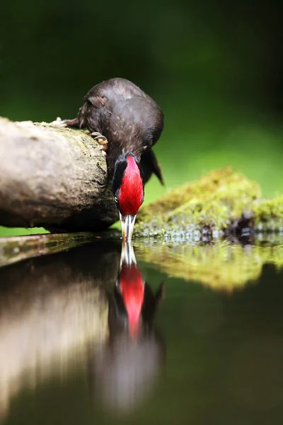 The black woodpecker (Dryocopus martius) portrait, Black woodpecker drinking from the water hole.