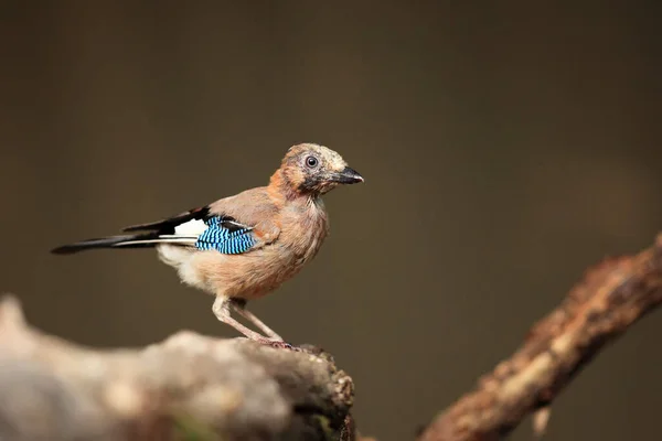 Eurasian Jay Garrulus Glandarius 나뭇가지에 물위에 — 스톡 사진