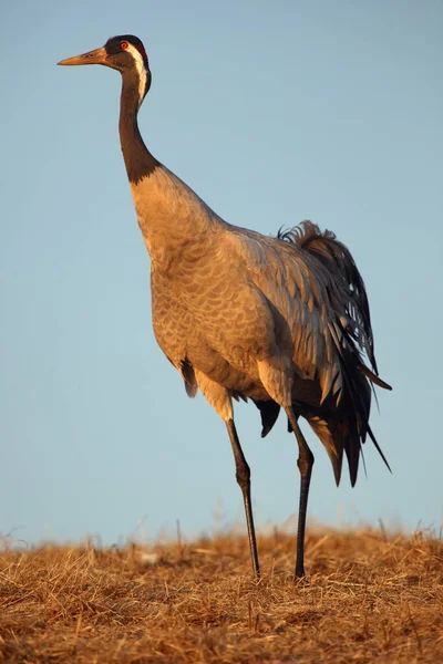 Běžný Jeřáb Grus Grus Známý Také Jako Euroasijský Jeřáb Večerního — Stock fotografie