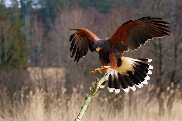 The Harris's Hawk (Parabuteo unicinctus) formerly known as the Bay-Winged Hawk or Dusky Hawk Flying.Hawk lands on a dry branch.