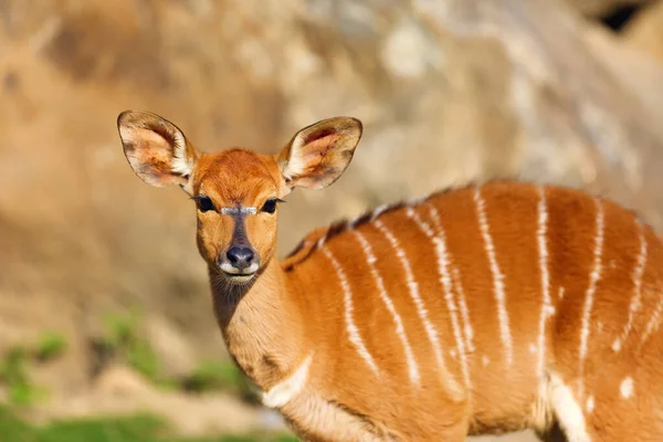 太陽の光の中で若い女性の肖像画 Inyala とも呼ばれるニャラ Tragelaphus Angasii — ストック写真