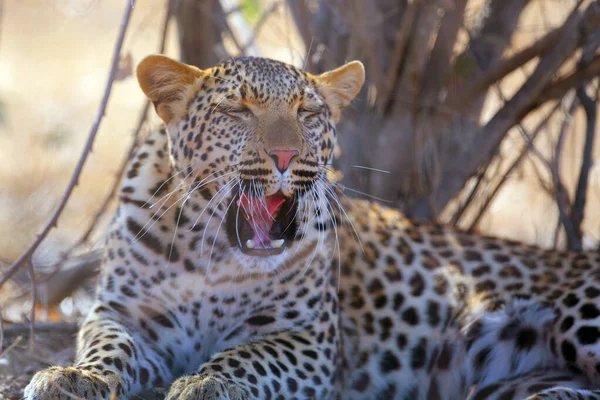 Leopard Panthera Pardus Portrait Sunset Leopard Yawns Yellow Dry Bush — Stock Photo, Image