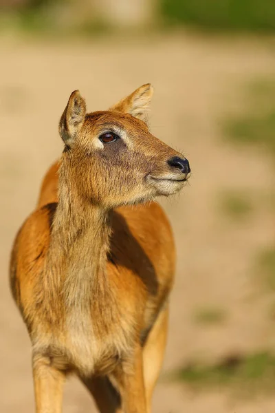 Lechwe Del Nilo Lechwe Della Signora Gray Kobus Megaceros Ritratto — Foto Stock