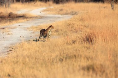 Portakallı kuru otların içindeki leopar erkek. Afrika leoparı (Panthera pardus) kuru savanda.