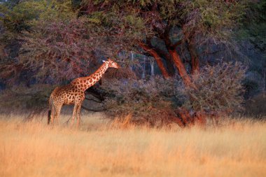 Güney Afrika zürafası (Giraffa camelopardalis zürafa) çalılarla dolu bozkırda duruyor.