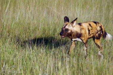 Afrika vahşi köpeği (Lycaon pictus), Afrika avcılığı veya Afrika boyalı köpeği olarak da bilinir, boyalı kurt ya da av köpeği, uzun yeşil ve sarı çimlerde yetişkinin portresi..