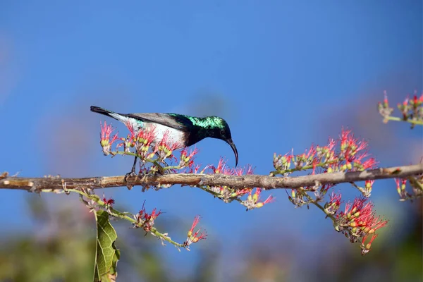 一种白腹的太阳鸟 以蓝色背景的花朵为食 — 图库照片