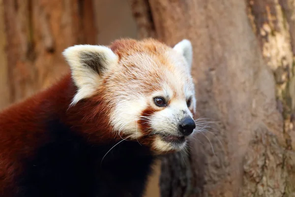 Panda Rouge Ailurus Fulgens Renard Roux Petit Panda Ours Chat — Photo