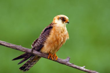 Kırmızı ayaklı şahin (Falco vespertinus), eskiden kırmızı ayaklı, yeşil arka planda oturan şahin. Güzel renkli dişi şahin bir dalda.