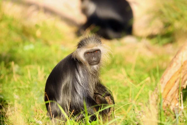 서쪽의 콜로부스로 도알려진 Colobus Polykomos 풀밭에 아프리카에서 원숭이의 — 스톡 사진