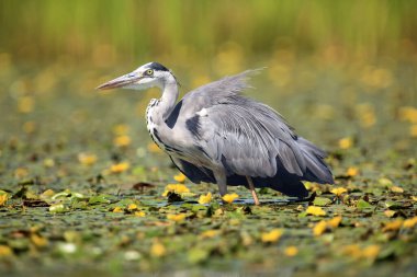 Gri balıkçıl (Ardea cinerea) suda duruyor ve balık tutuyor. Balıkçıl sarı çiçekler arasında sığ sularda duruyor.