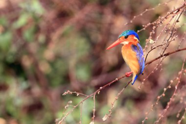 Sazlıkta oturan malakit Kingfisher (Corythornis kristali). Yeşil geçmişi olan bir Kingfisher. Kingfisher dalda oturuyor.