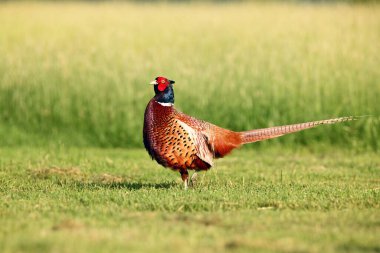 Çayır üzerinde duran yaygın sülün (Phasianus colchicus). Yeşil arka planı olan bir sülün..