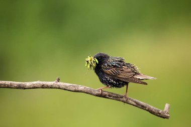 Ortak sığırcık (Sturnus vulgaris), aynı zamanda dalda oturan Avrupa sığırcığı. Gagası tırtıl dolu Starling..