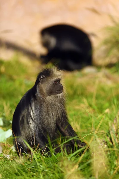 Король Колобус Colobus Polykomos Известный Западный Чёрно Белый Колобус Сидит — стоковое фото