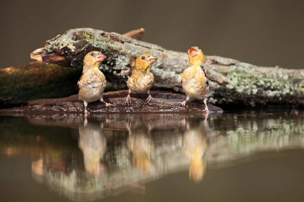 Hawfinch Coccothraustes Coccothraustes Sitting Drinker Three Color Passerine Drinking Waterhole — Stock Photo, Image