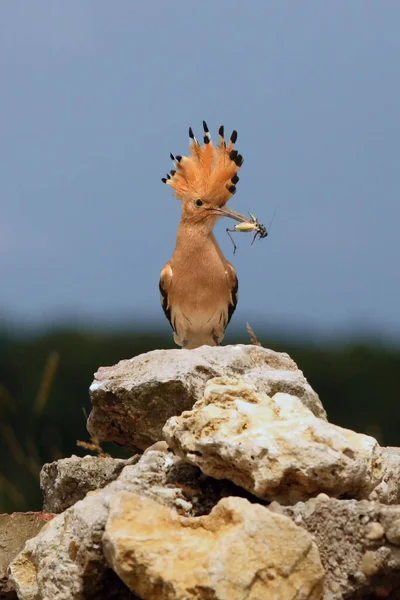 Abubilla Eurasiática Upupa Epops Sentada Nido Piedra Con Fondo Verde —  Fotos de Stock