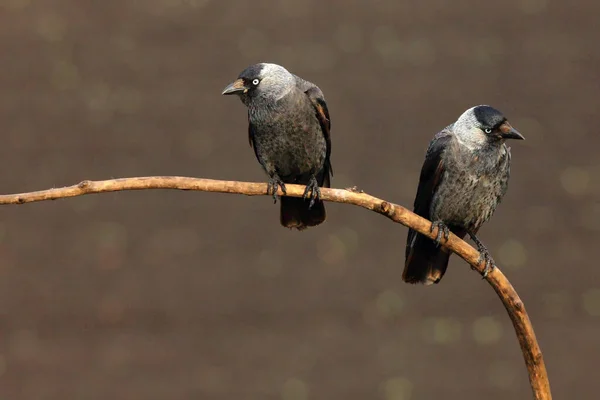 Western Jackdaw Coloeus Monedula Also Eurasian Jackdaw European Jackdaw Simply —  Fotos de Stock