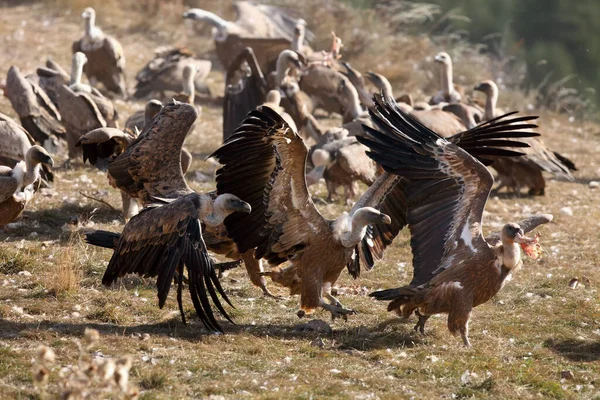 Buitre Leonado Gyps Fulvus Alimentador Una Forma Típica Abrir Una —  Fotos de Stock