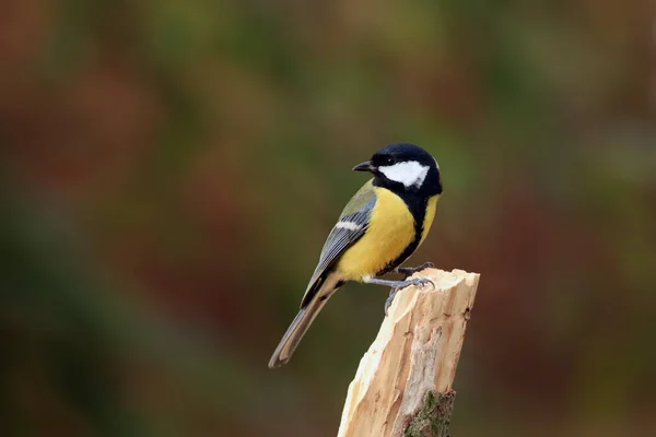 Велика Цицька Parus Major Сидить Сухій Гілці Барвистим Фоном — стокове фото