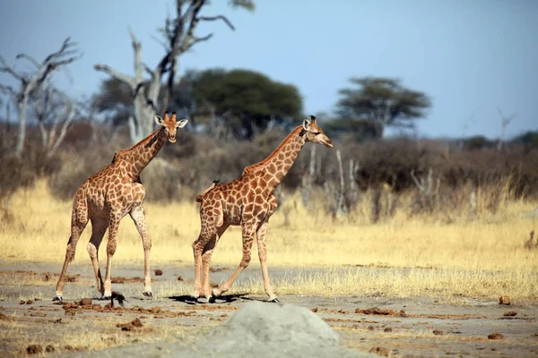 Ангольський Жираф Giraffa Giraffa Angolensis Також Відомий Намібійський Жираф Пар — стокове фото