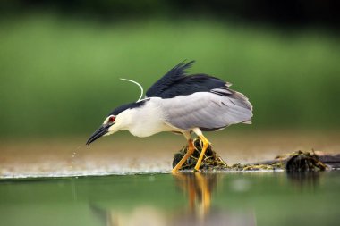 Siyah taçlı gece balıkçıl (Nycticorax nycticorax), genellikle yeşil arka planlı gece balıkçıl. Balıklarla gece balıkçılığı.
