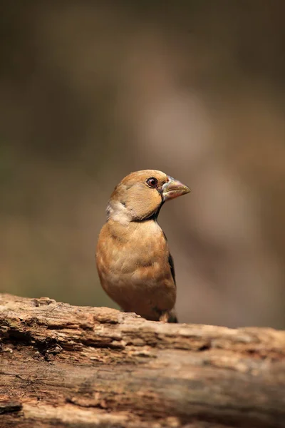 Hawfinch Coccothraustes Coccothraustes Sitting Branch Hawfinch Winter — Stock Photo, Image