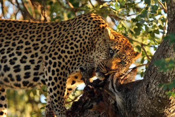 Африканський Леопард Panthera Pardus Pardus Великий Кіт Здобиччю Дереві — стокове фото