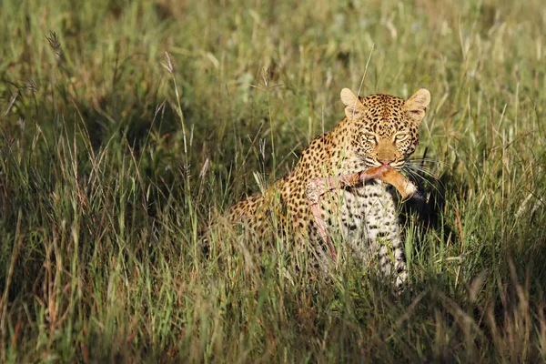 아프리카 Panthera Pardus Pardus 은이른 아침에 빛나는 암컷이다 입에아네 — 스톡 사진