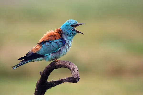 European Roller Coracias Garrulus Sitting Branch Calling Female — Stock Photo, Image