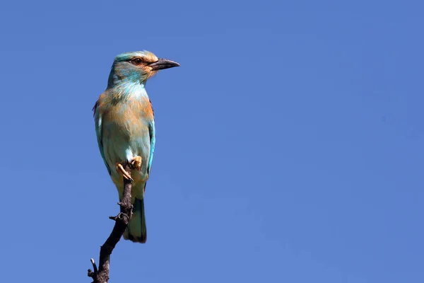 Rodillo Europeo Coracias Garrulus Sentado Rama África Rodillo Con Fondo — Foto de Stock