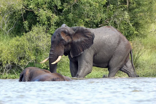 Der Afrikanische Buschelefant Loxodonta Africana Eine Gruppe Stiere Wird Einem — Stockfoto