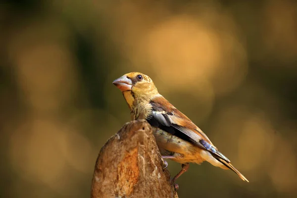 Hawfinch Coccothraustes Coccothraustes Sitting Branch Passerine Colorful Background — Stock Photo, Image