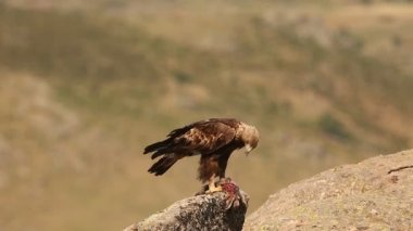 Altın kartal (Aquila chrysaetos) avıyla kayanın üzerinde oturuyor. İspanyol dağlarında erkek altın kartal. Kartal ve tavşan..