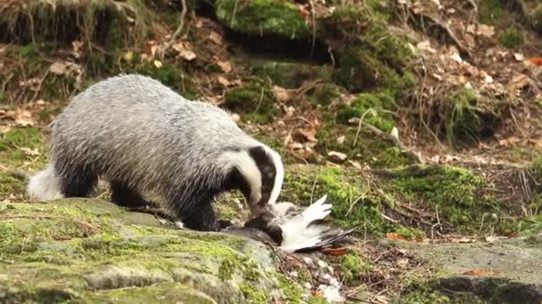 European Badger Meles Meles Also Known Eurasian Badger Simply Badger — Stock Video