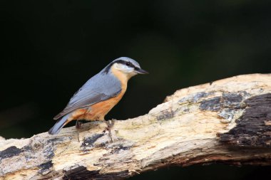 Ağaç köklerinde oturan Avrasya tımarhanesi (Sitta europaea).
