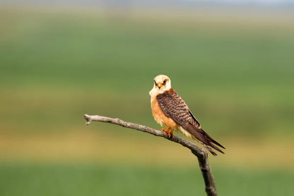 Den Rödfotade Falken Falco Vespertinus Tidigare Västerländsk Rödfotad Falk Hona — Stockfoto