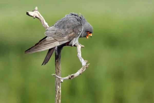 Сокіл Червоними Ногами Falco Vespertinus Колишній Західний Рудий Сокіл Чоловік — стокове фото