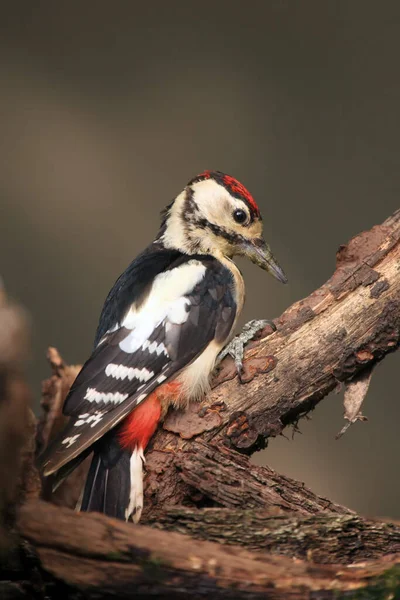 Nagy Foltos Harkály Dendrocopos Major Ágon Harkály Télen — Stock Fotó