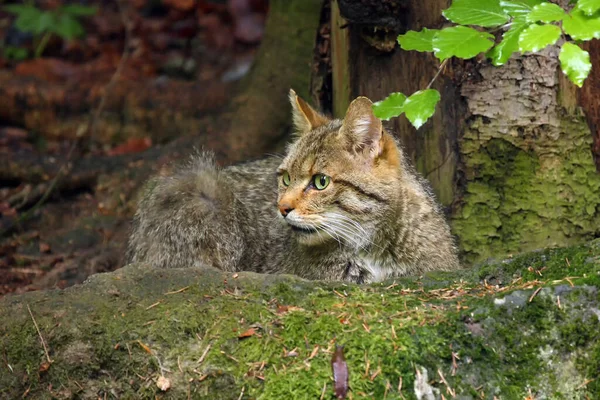 森の中の野良猫 フェリス シルベストリス 緑の背景を持つ女性猫 — ストック写真