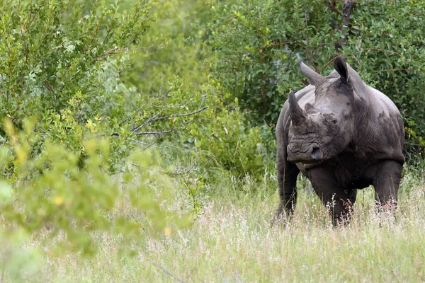 Das Breitmaulnashorn Ceratotherium Simum Hält Sich Busch Auf Großes Männchen — Stockfoto