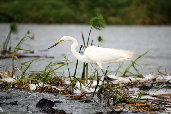 Petite Aigrette Egretta Garzetta Debout Dans Rivière — Photo