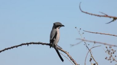 Kuzey örümceği ya da İber gri örümceği (Lanius meridionalis) olarak bilinen büyük gri örümceği (Lanius excubitor) mavi arkaplanlı dalda oturmaktadır. Filmin sonunda ayrılır..