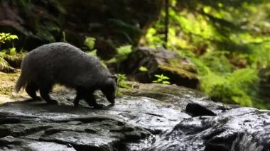 Avrasya porsuğu ya da porsuğu olarak da bilinen Avrupa porsuğu (Meles meles) orman akarsularındaki bir şelalede yiyecek arar..