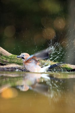 Avrasya alakarga kuşu (Garrulus glandarius) küçük bir gölün kenarında banyo yapar. Kanatlarından su damlacıkları fışkıran Jay..