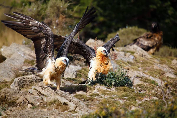 Γενειοφόρος Γύπας Gypaetus Barbatus Επίσης Γνωστός Lammergeier Ossifrage Ένα Ζευγάρι — Φωτογραφία Αρχείου