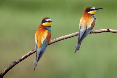 Avrupa arı yiyicisi (Merops apiaster), yeşil ve sarı arka planlı gagasında tipik bir yemek arısı bulunan ince bir dalda oturmaktadır.