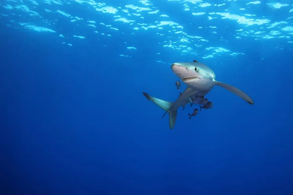 Mavi Köpekbalığı Prionace Glauca Okyanus Mavisi — Stok fotoğraf