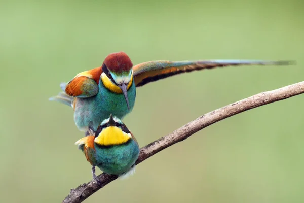 Europese Bijeneter Merops Apiaster Zit Een Dunne Tak Met Typische — Stockfoto