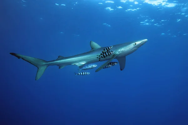 Tiburón Azul Prionace Glauca Océano Azul — Foto de Stock